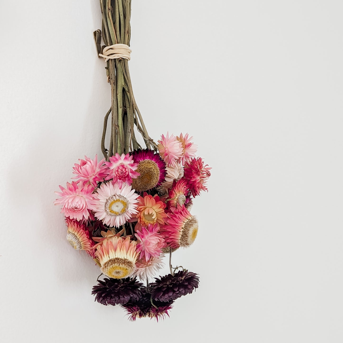 Dried Strawflower Bundle