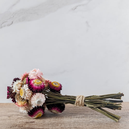 Dried Strawflower Bundle